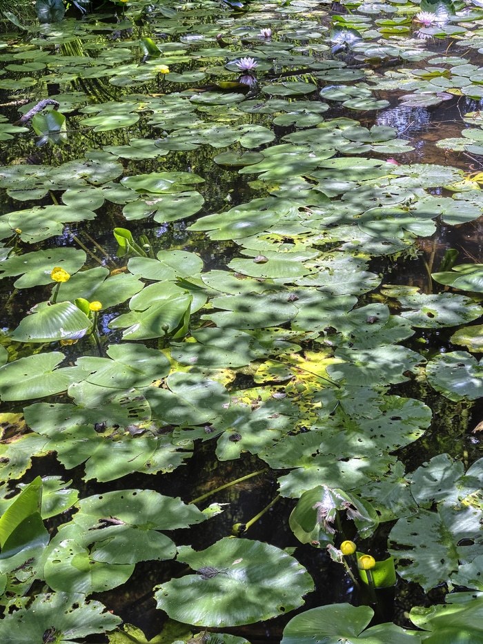 Flying Carpets – Water Lilies II par Filippo Brancoli Pantera