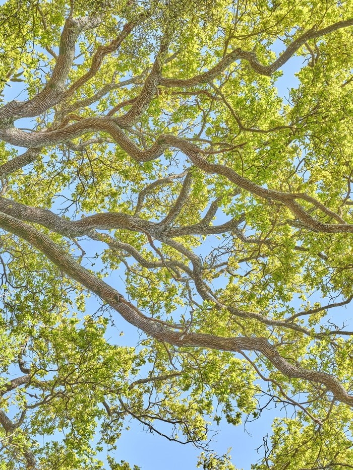 Flying Carpets – Pedunculate Oak  par Filippo Brancoli Pantera