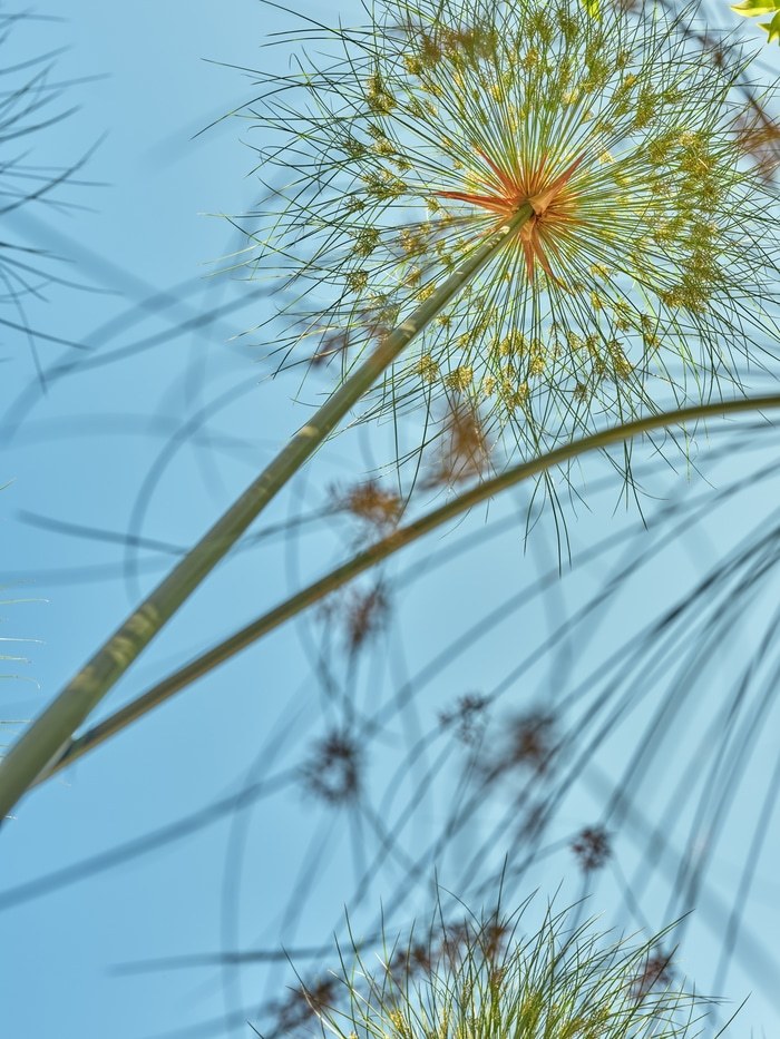 Flying Carpets – Papyrus par Filippo Brancoli Pantera