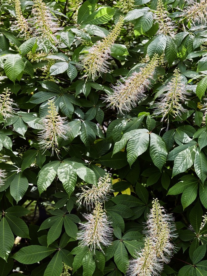 Flying Carpets – Bottlebrush Buckeye  par Filippo Brancoli Pantera