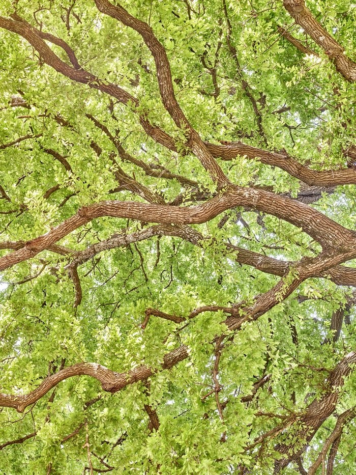 Flying Carpets – Pinocchio's Oak par Filippo Brancoli Pantera