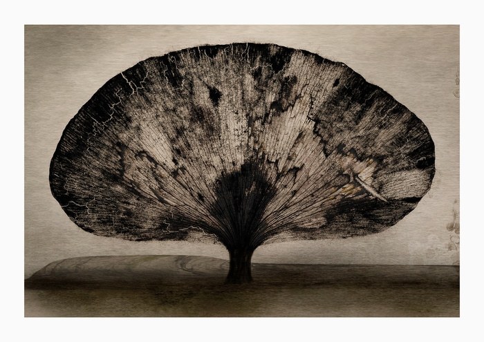 Trees #1 by Sovann Kim