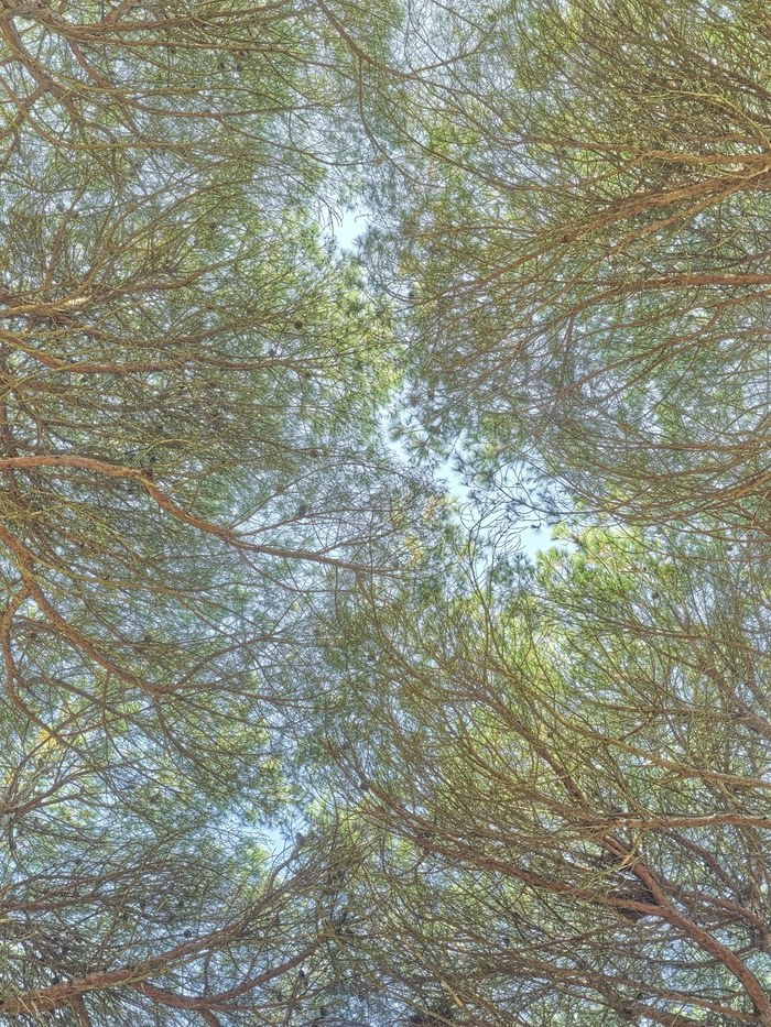 Flying Carpets – Stone Pine by Filippo Brancoli Pantera