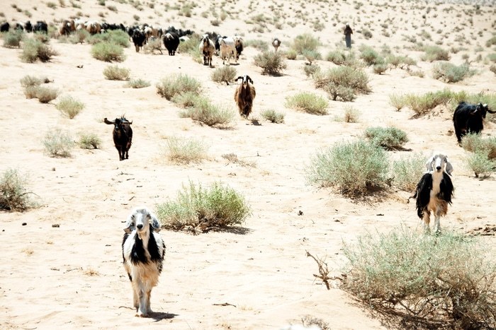 Les biquettes by Lise Hébuterne