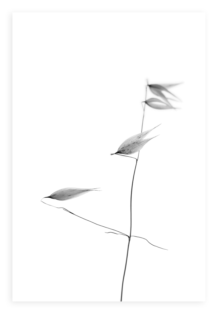 In light of current events IV von Tal Paz-Fridman