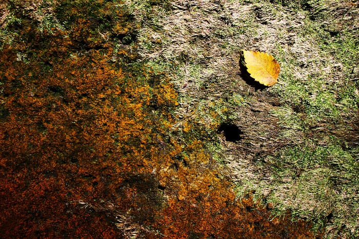 La feuille by Lise Hébuterne