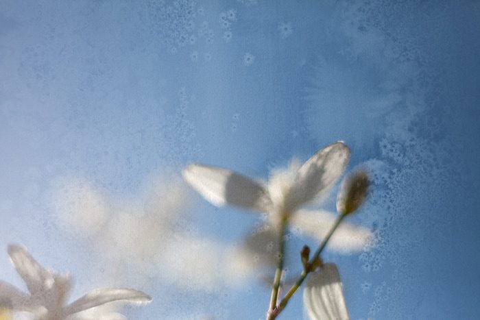 Amia by Jérôme Pergolesi