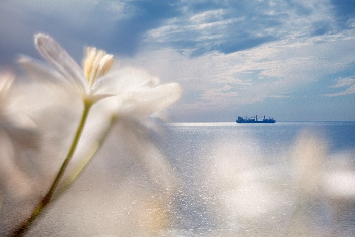 Dominico by Jérôme Pergolesi