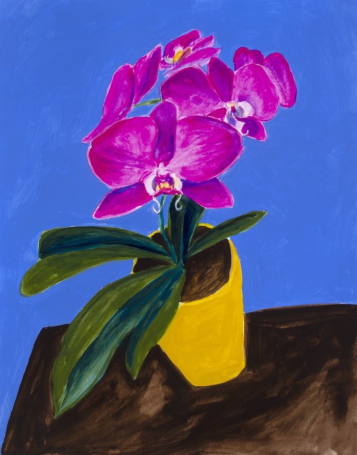 Pink Orchid Flower by Michael Pfleghaar