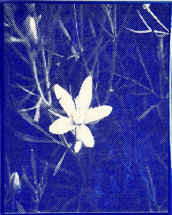 True Blue, presented by Public Notice by Kevin McEleney