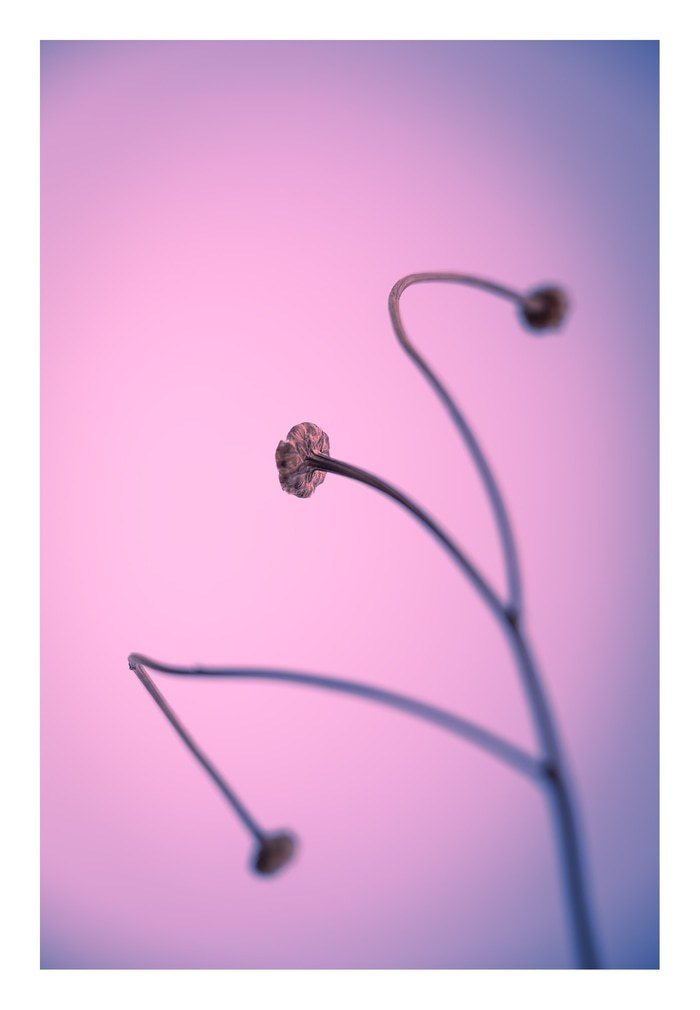 In light of current events VI von Tal Paz-Fridman