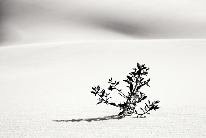 Jeune pousse par Lise Hébuterne