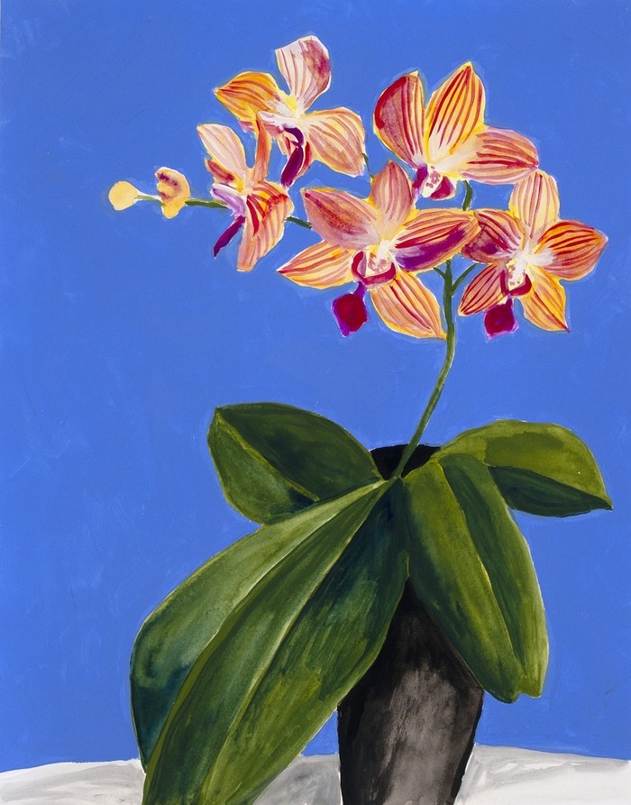 Striped Orchid Flower by Michael Pfleghaar