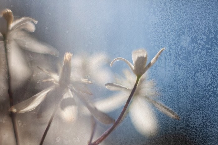 Serena by Jérôme Pergolesi