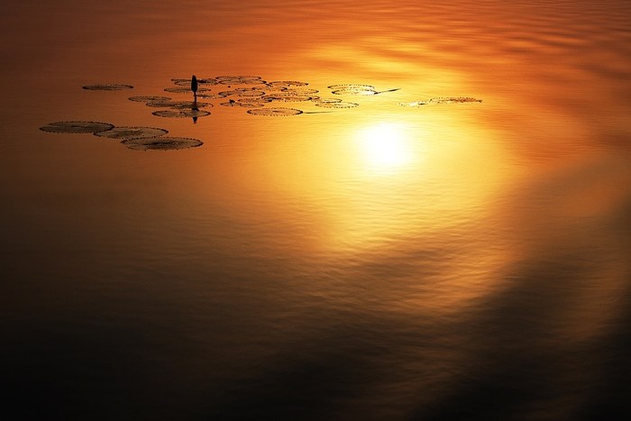 Nénuphars by Lise Hébuterne