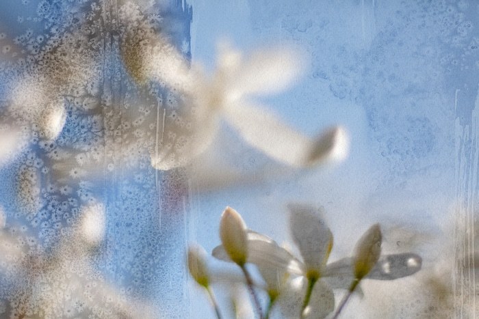 Alessandro by Jérôme Pergolesi