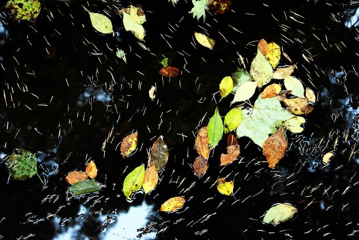 Les feuilles by Lise Hébuterne