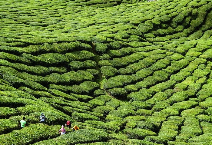 Tea time by Lise Hébuterne