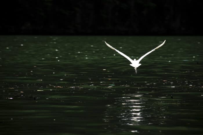 L'envol par Lise Hébuterne