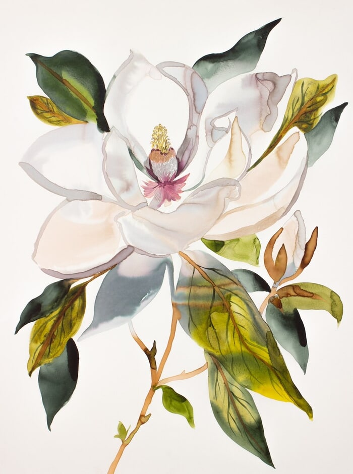 Magnolia No. 66 by Elizabeth Becker