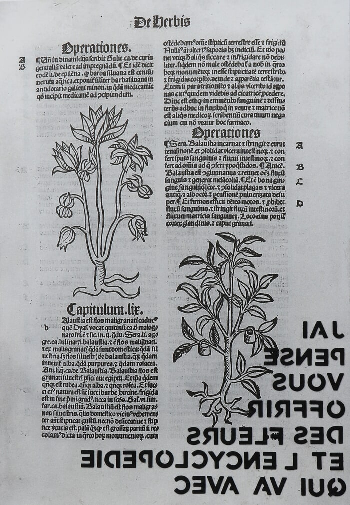 J'ai pensé vous envoyer des fleurs et l'encyclopédie qui va avec by Adeline GAFFEZ