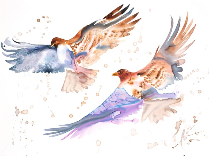 Hawks in Flight  by Elizabeth Becker