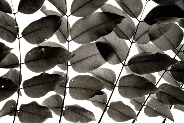Branches and Leaves I von Tal Paz-Fridman