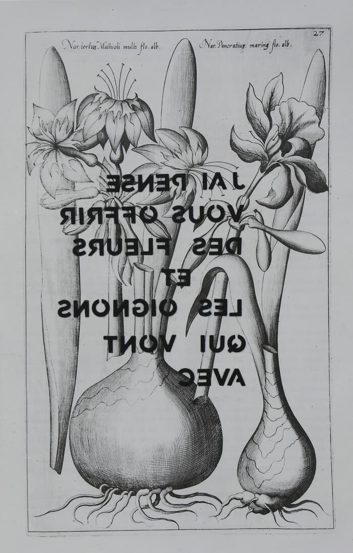 J'ai pensé vous offrir des fleurs et les oignons qui vont avec by Adeline GAFFEZ