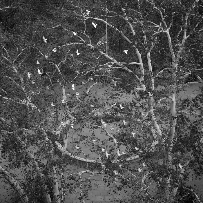 Fear of Symmetry No. 25 (Veteran's Day) by Geoffrey Ansel Agrons