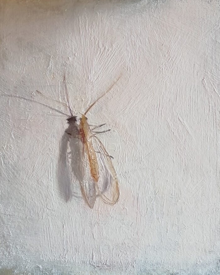 Lace wing by Rosemary Burn