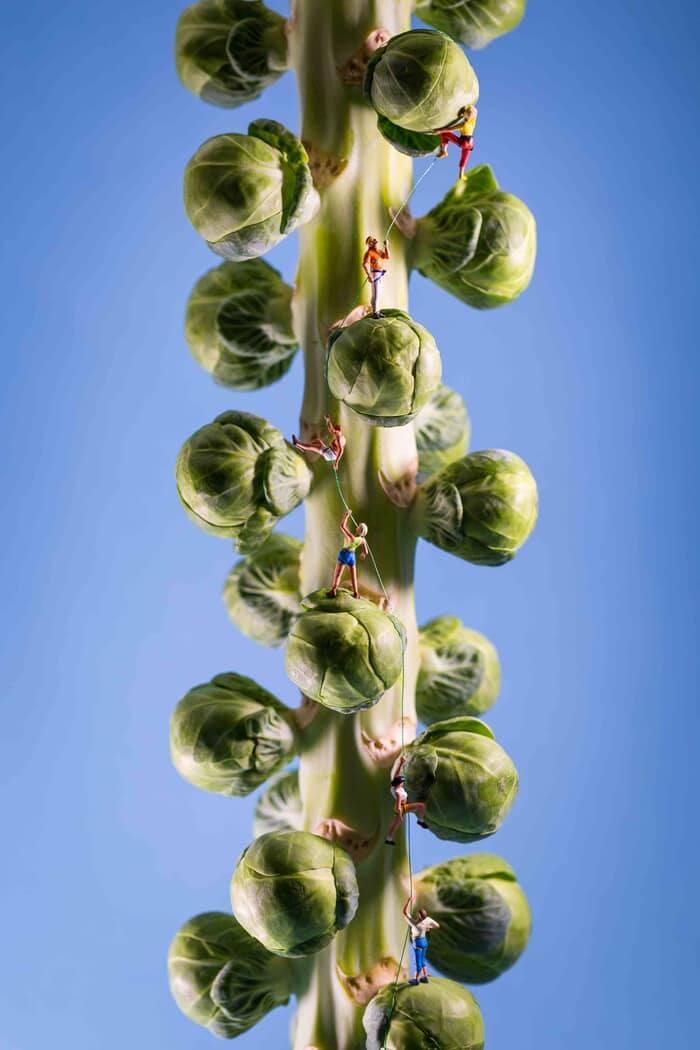 Sprouting by David Gilliver