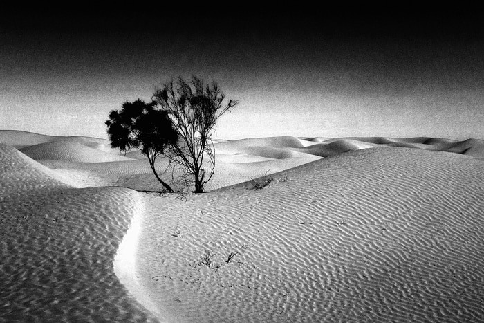 Un arbre von Lise Hébuterne
