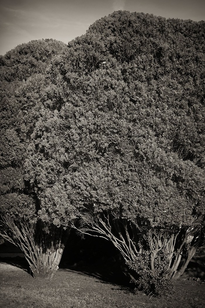 Shrubbery von Geoffrey Ansel Agrons