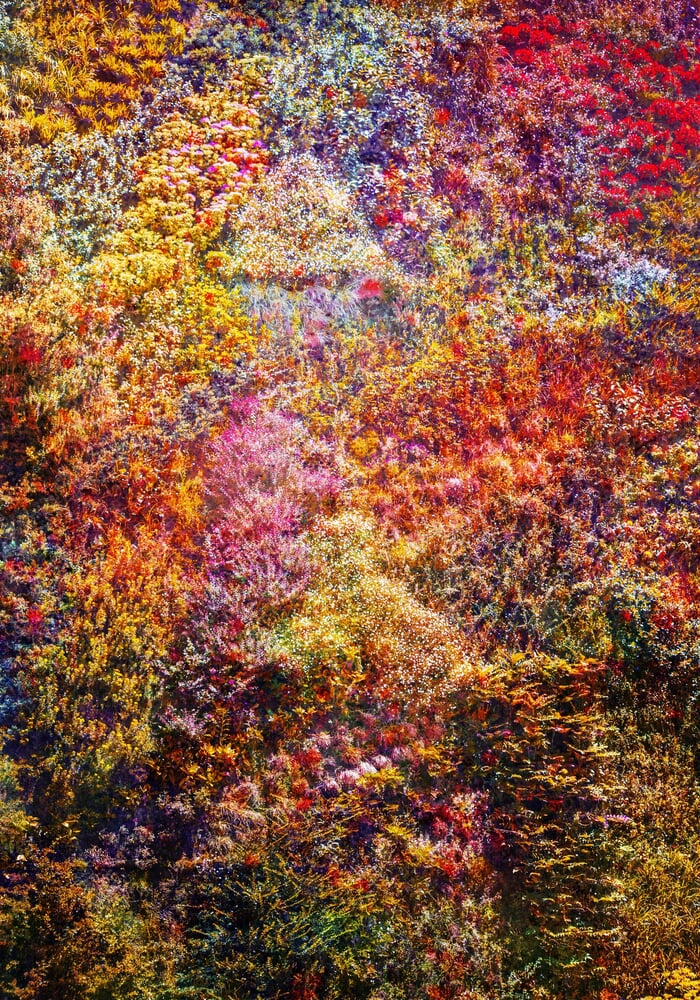 Wall of Nature XXIX by Viet Ha Tran