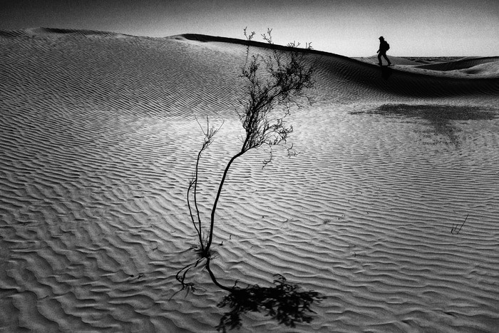 Philou von Lise Hébuterne