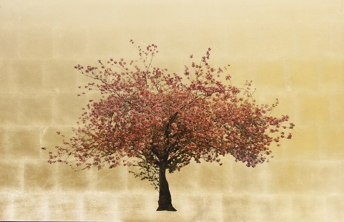 Prunus Serrulata XIII by Robert Pereira Hind