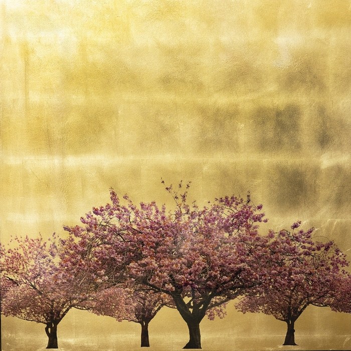 Prunus Serrulata XIV by Robert Pereira Hind