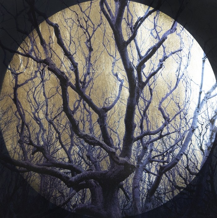 Fagus Sylvatica von Robert Pereira Hind