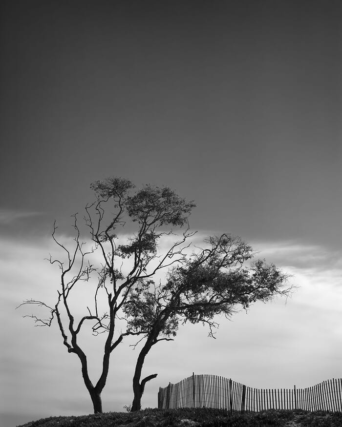 Carpenteria von Geoffrey Ansel Agrons