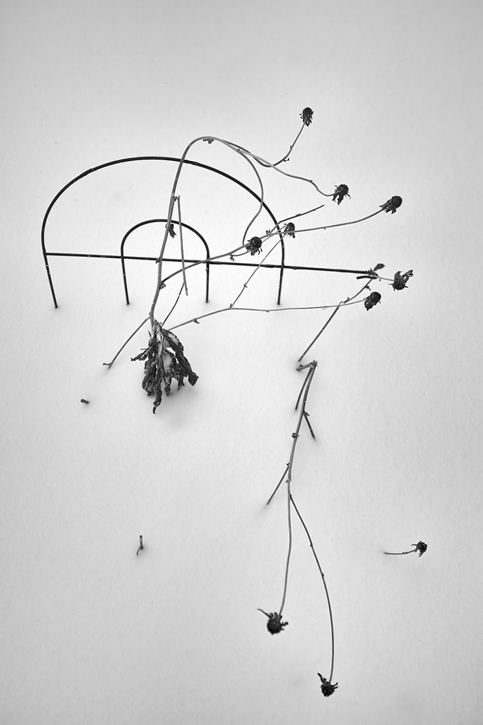 Trellis von Geoffrey Ansel Agrons