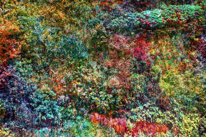 Wall of Nature XXIX  by Viet Ha Tran