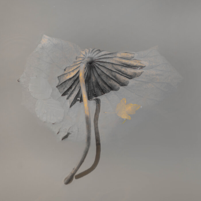 Nénuphar par Isabelle Chambon