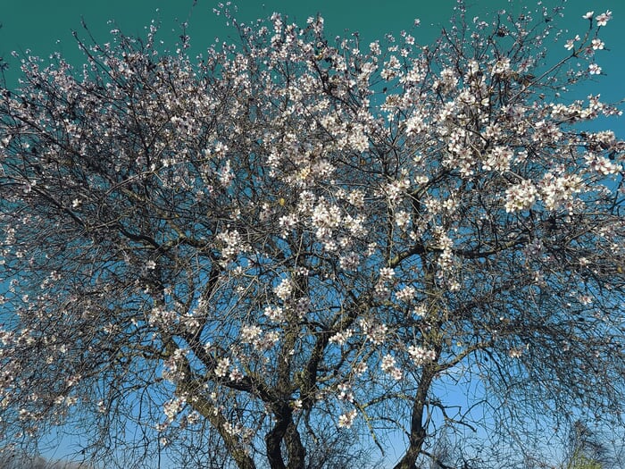 Almond Trees by Viet Ha Tran