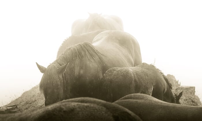 Magical Horses Hill - WB Sepia by Bruno Houdayer