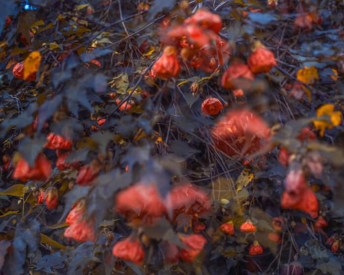 Blossom #38 by Casey Moore