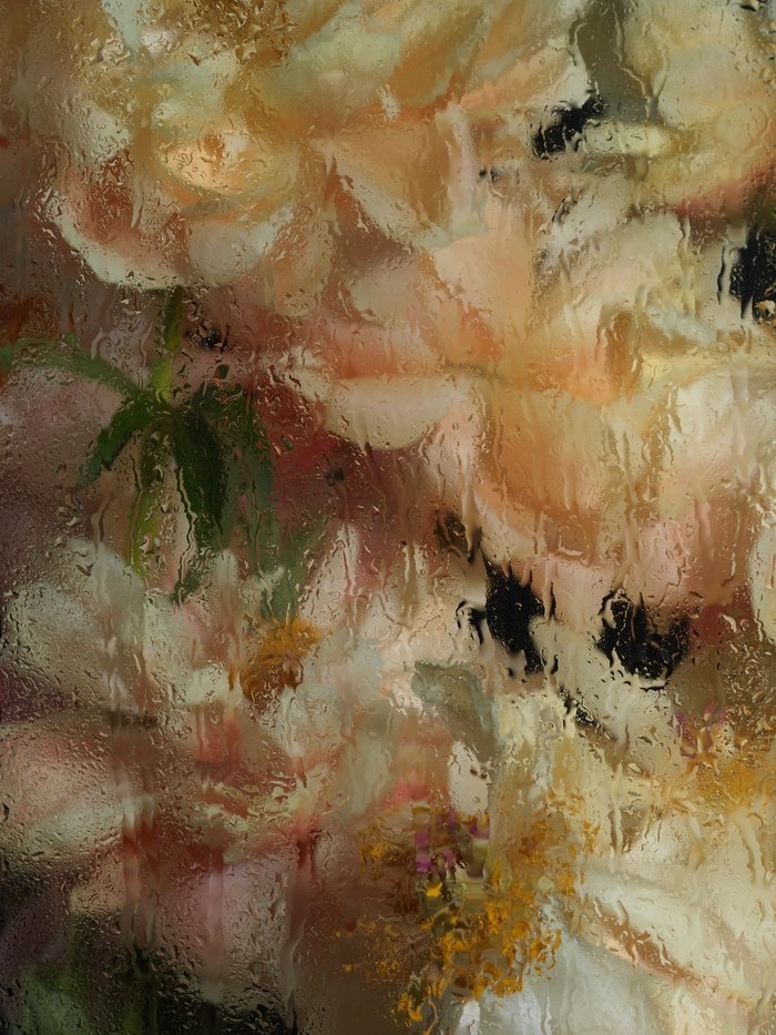 PEONIES IX  by Andrea Zvadova