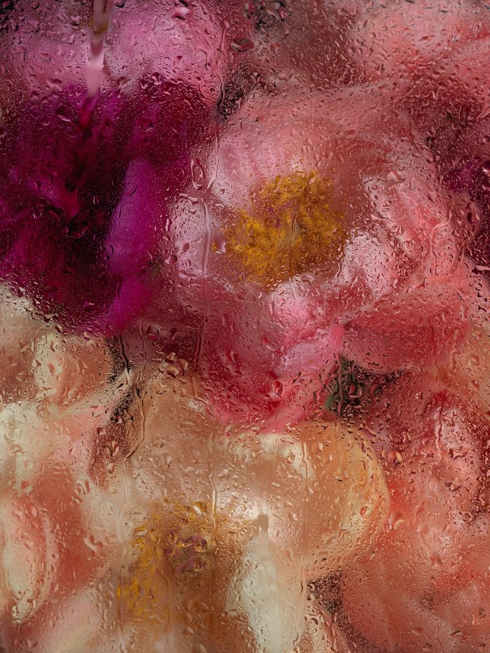 PEONIES VII  by Andrea Zvadova