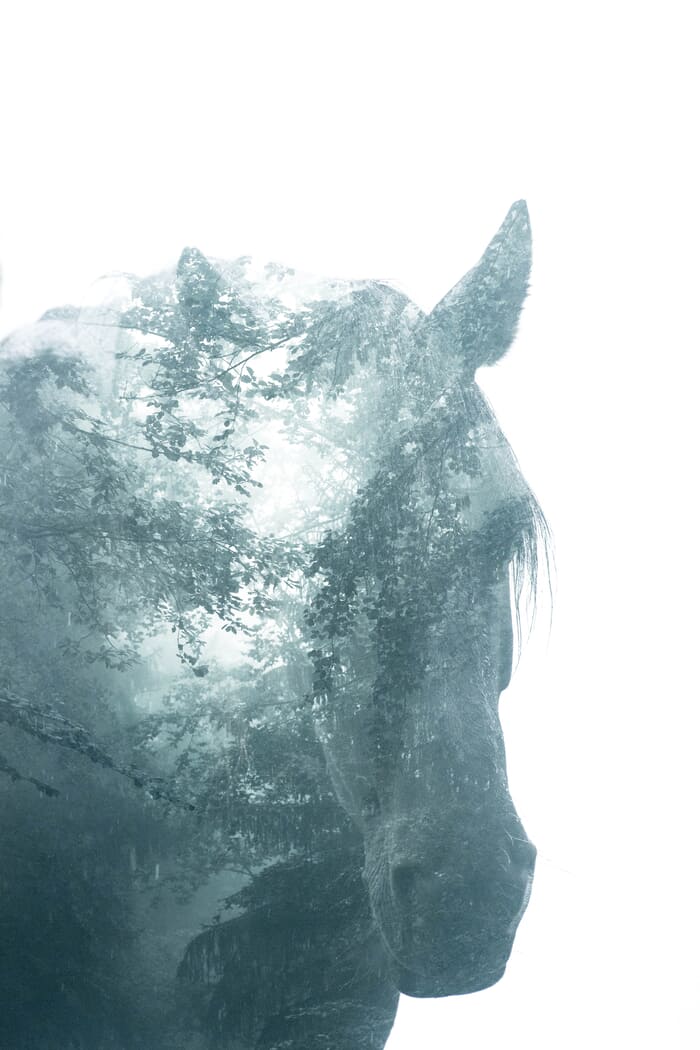 Magical Forest Horse 1 by Bruno Houdayer