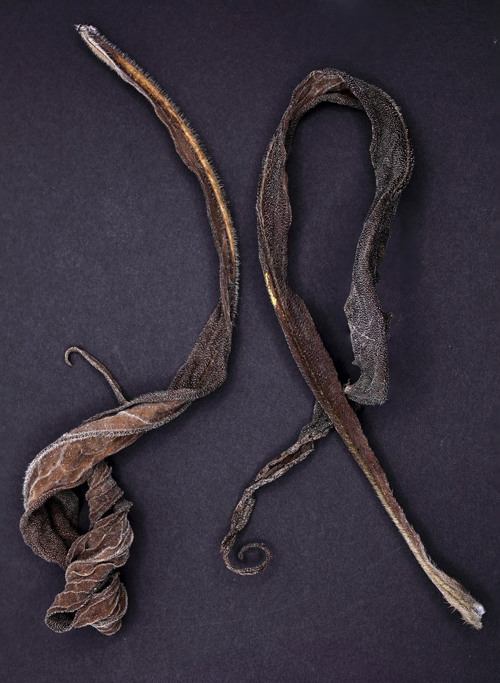 Echium Leaves. Limited Edition 5 of 10 by Ian Hoskin