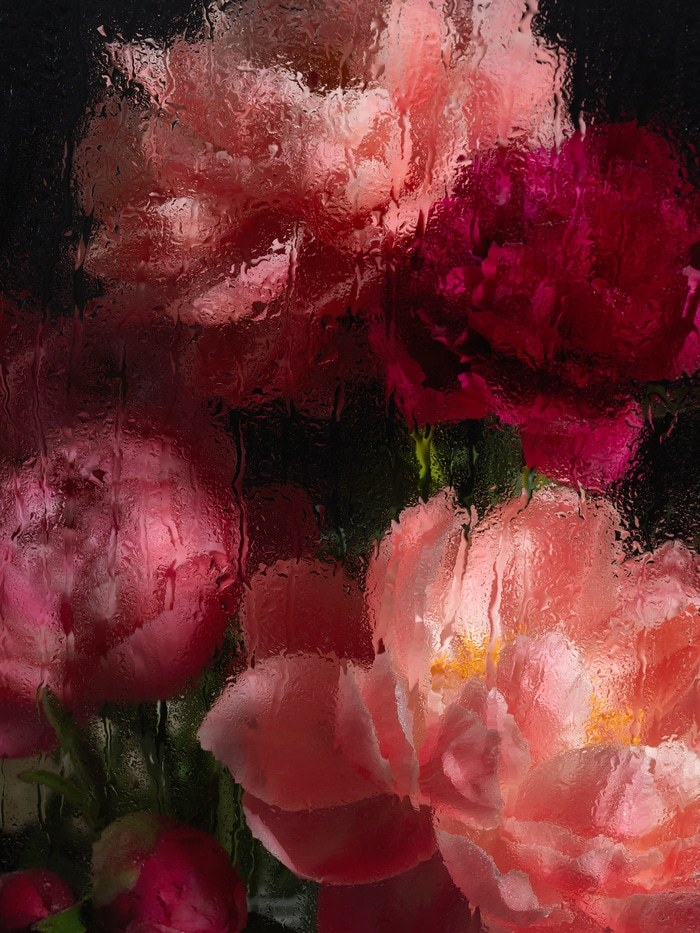PEONIES V by Andrea Zvadova